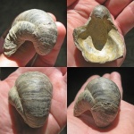 Ассиметричная Gryphaea