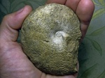 Бахчисарайский Euphylloceras