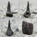 Enchodus сеномана