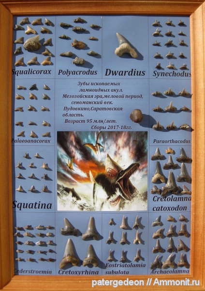 сеноман, зубы акул, Пудовкино, Александровка, Карякино, shark teeth