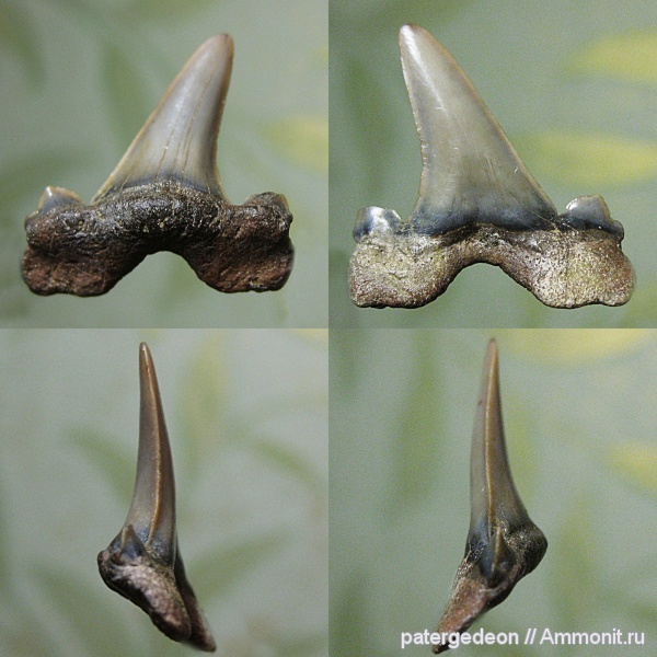 Cretalamna, сеноман, Cretalamna appendiculata, Заплатиновка