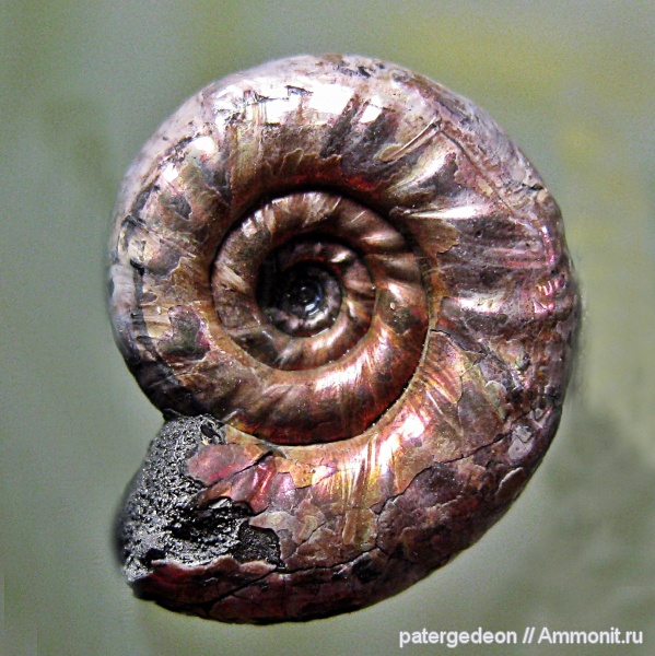 Mirosphinctes