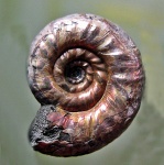 Mirosphinctes с жилой камерой Mirosphinctes с жилой камерой
