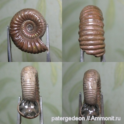 Дубки, forma circumdata