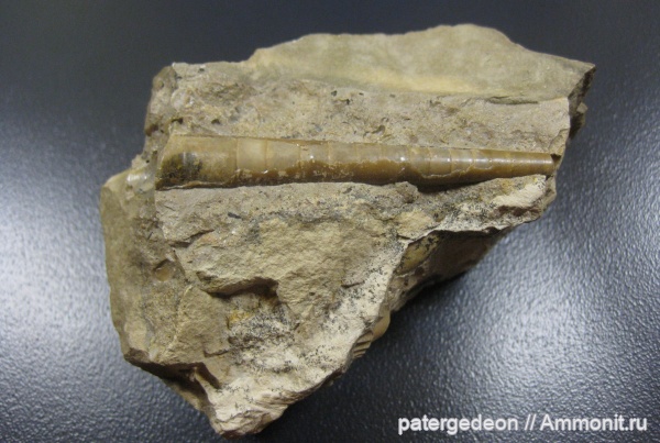 Orthoceras