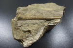 Orthoceras из Актюбинска