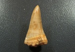 Platecarpus