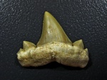 Cretolamna maroccana