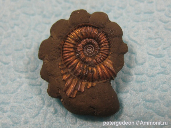 Peltoceras