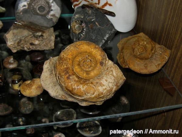 Biasaloceras