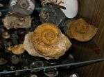 Biasaloceras не бывает плох