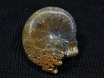 Euphylloceras sp. из Курджипса