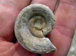 Тепловский Euomphalus