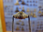 Мой первый Acrodus