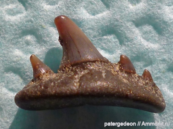 сеноман, Paraorthacodus, Буданова гора