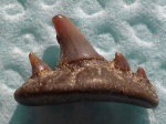 Paraorthacodus Будановой горы