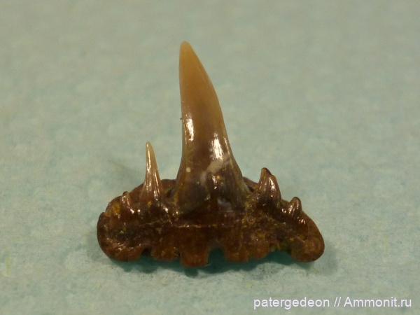 Paraorthacodus, Пудовкино
