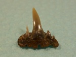 Семикоронный Paraorthacodus