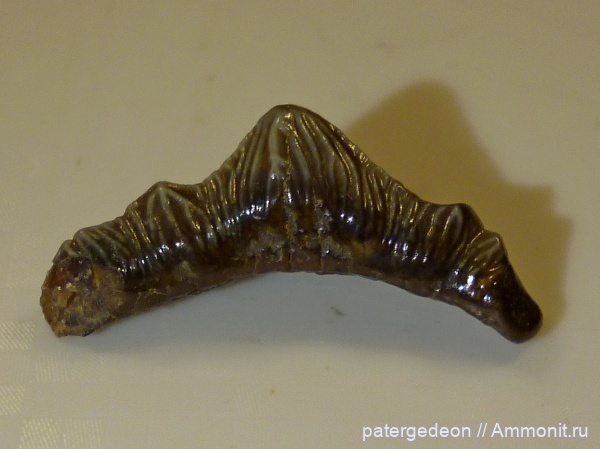 Polyacrodus, Пудовкино