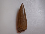 Protosphyraena из Пудовкино