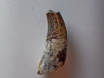 Плио из Березиной речки