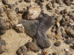 Застенчивый Dwardius in situ