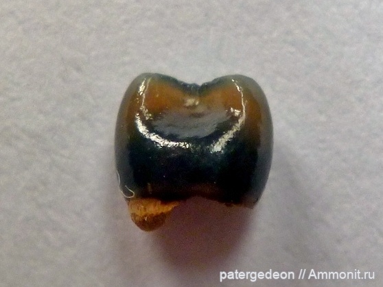 мел, зубы, Саратов, сеноман, зубы рыб, Pycnodontiformes, Cenomanian, Cretaceous, teeth, fish teeth