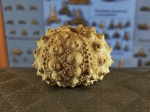 Подарок юры Hemicidaris