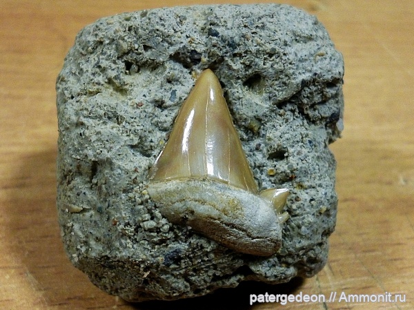 мел, Марокко, маастрихт, зубы акул, Cretolamna maroccana, shark teeth
