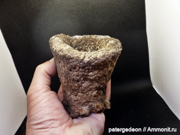 губки, Саратовская область, сантон, Cephalites, Александровка