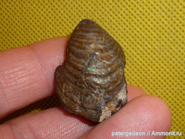 Inoceramus, сантон, Александровка