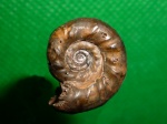 Кроха Mirosphinctes