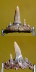 Paraorthacodus Александровки