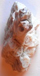 Кораллы из Египта 1 (2)