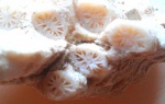 Кораллы из Египта 1 (3)