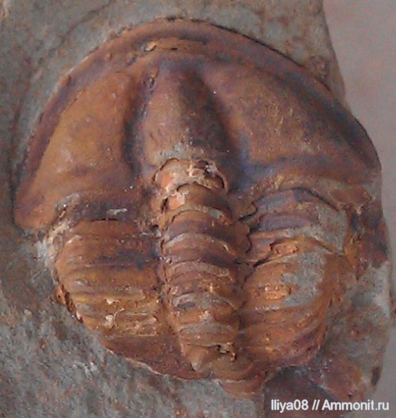 трилобиты, членистоногие, Чехия, Conocoryphe