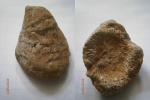 Коралл Ругозы (Rugosa)