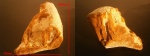 Губка Chaetetes (?)