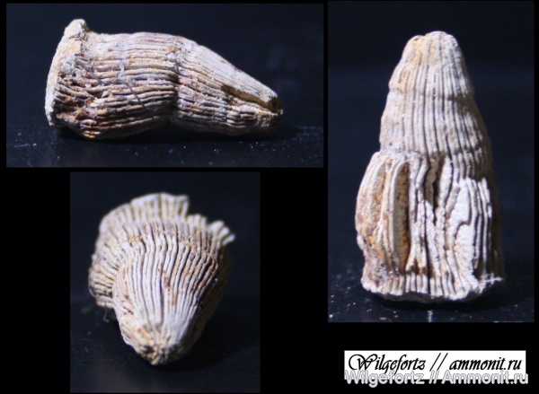 мел, кораллы, верхний мел, одиночные кораллы, Scleractinia, Белоруссия, Меловые Горы, Гродно, Cretaceous, Upper Cretaceous