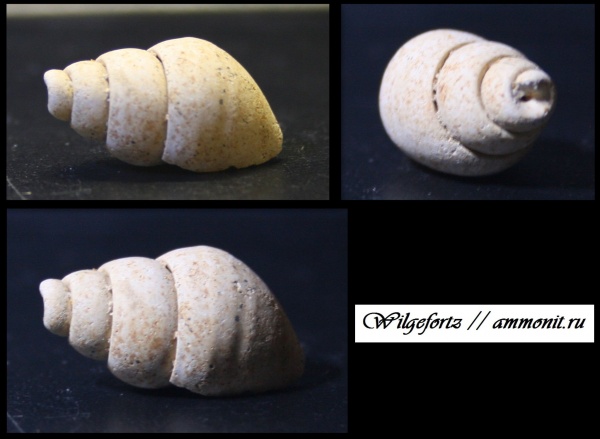 гастроподы, мел, верхний мел, Белоруссия, Меловые Горы, Гродно, Cretaceous, Upper Cretaceous
