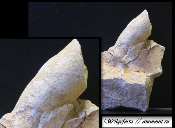 мел, губки, верхний мел, Белоруссия, Меловые Горы, Гродно, Cretaceous, Upper Cretaceous