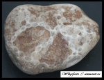 Цепочечный коралл Halysites sp. (?)