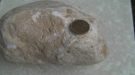 губка Chaetetes