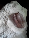Asaphus latus.