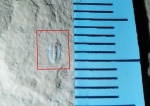 Palaeolenus sp.