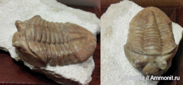трилобиты, ордовик, Asaphus, Ленинградская область, Asaphus holmi, Ordovician
