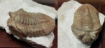 Asaphus holmi.