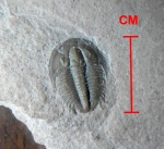 Modocia typicalis.