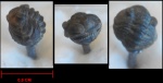 Acastoides cf. hollardi.