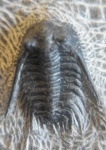Leonaspis sp.